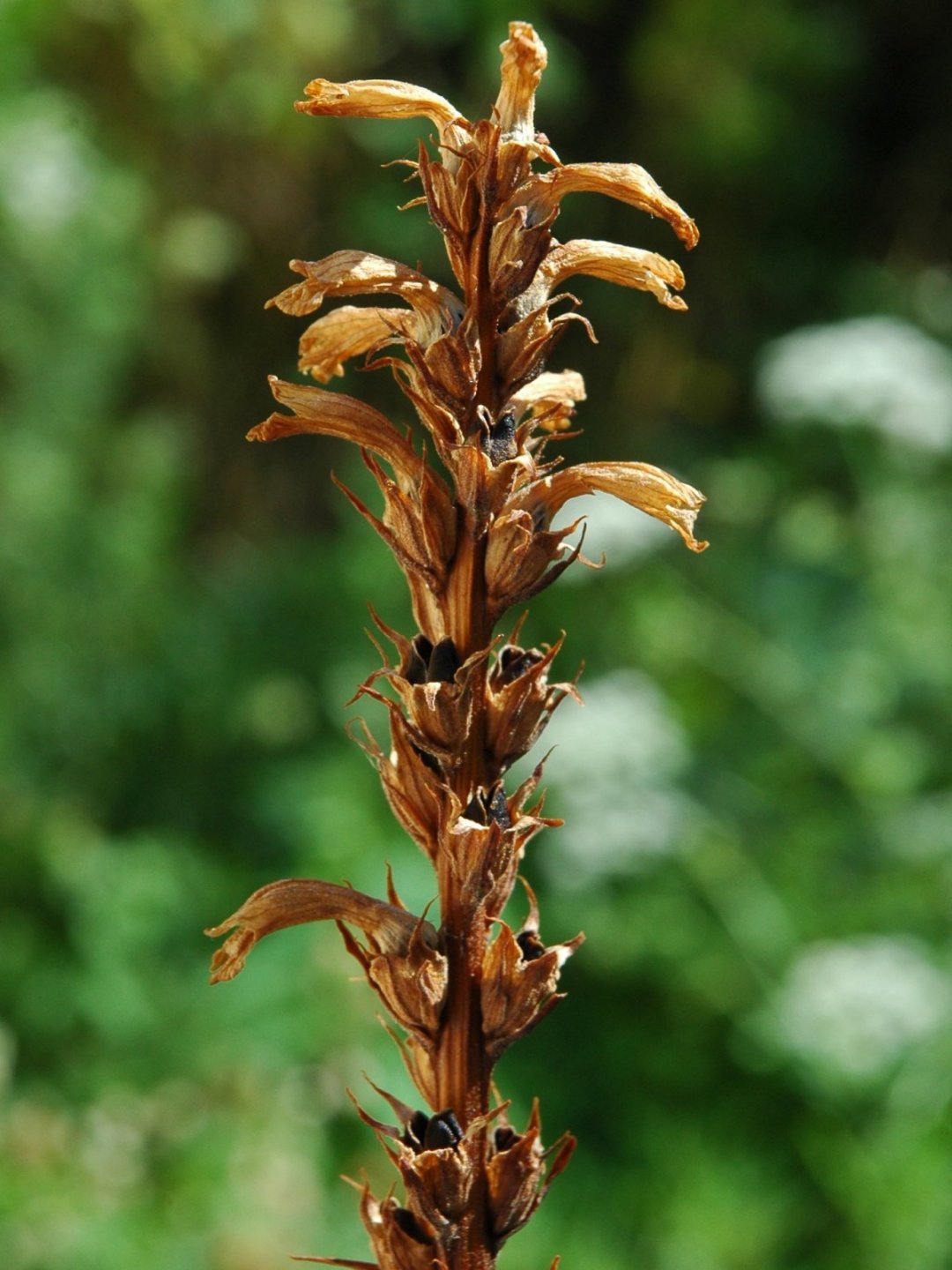 Phelipanche (Orobanche) purpurea / Succiamele azzurro